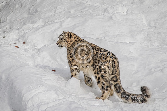 Snow Leopard