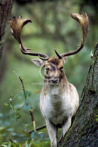 Fallow deer