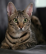 Savannah cat Gaia