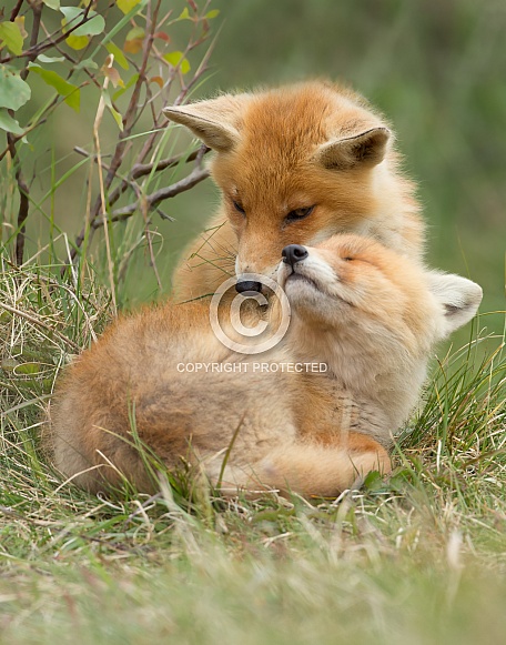 Red fox cubs Red fox cubs