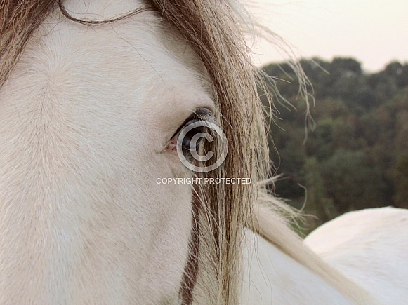 Pony close-up