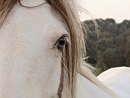 Pony close-up