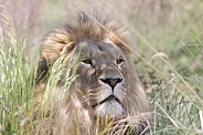African lions