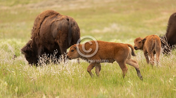 American bison, Bovinae, Buffalo