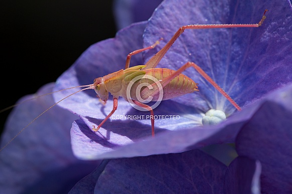 Katydid (Juvenile) on hydrangea. Katydid (Juvenile) on hydrangea.