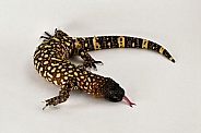 Rio Fuerte Beaded Lizard
