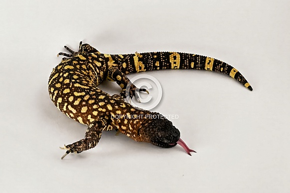 Rio Fuerte Beaded Lizard