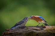 Eastern Bluebird