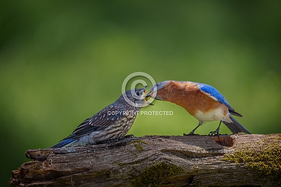 Eastern Bluebird