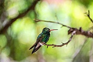 Broad Billed Hummingbird