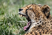 Cheetah