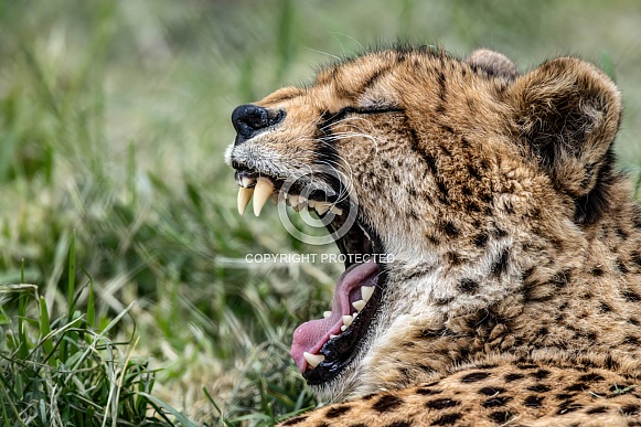 Cheetah Cheetah