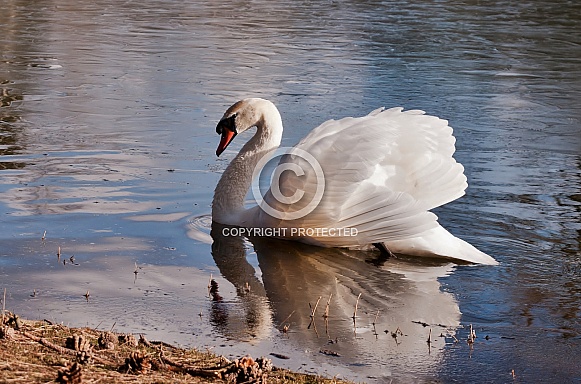 Mute Swan