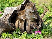 4 Coyote pups