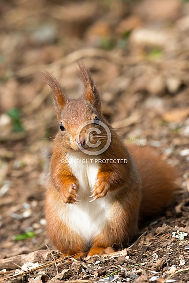 Red Squirrel Red Squirrel