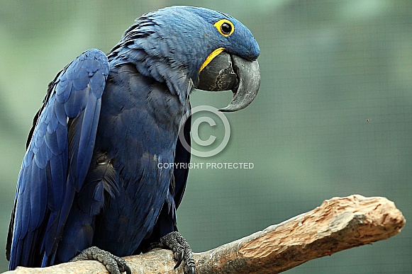 Hyacinth Macaw