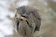 Grey heron (Ardea cinerea)