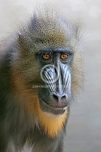 Mandrill (Mandrillus Sphynx) Mandrill (Mandrillus Sphynx)