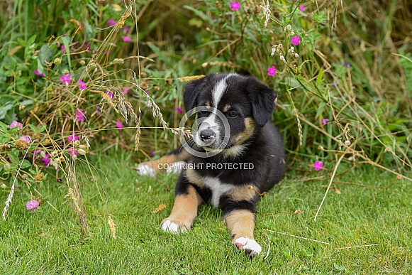 Puppy (mixed breed) Puppy (mixed breed)