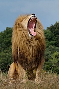 Lion - Male
