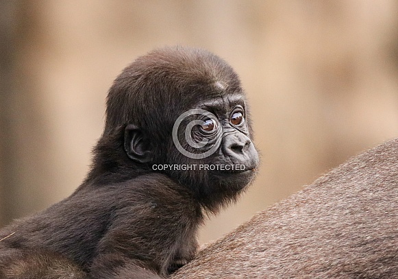 Baby Gorilla