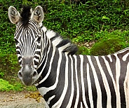 Zebra