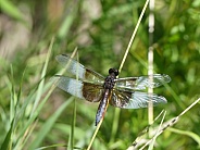 Dragonfly on Reed