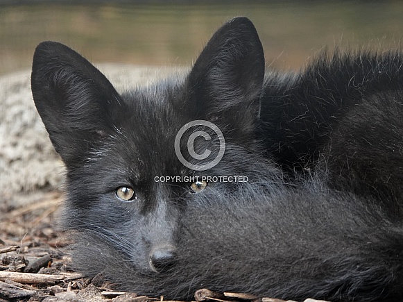 Silver Fox