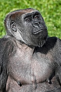 Portrait Shot Western Lowland Gorilla