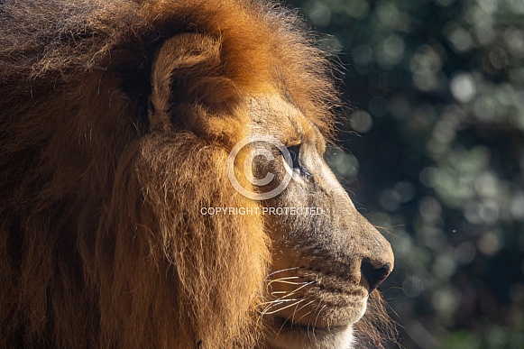 African male lions