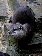Asian Short-clawed Otter (Aonyx cinereus)