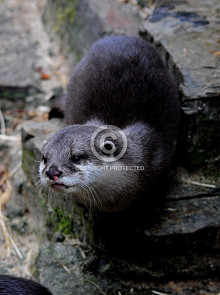 Asian Short-clawed Otter (Aonyx cinereus)