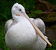 Pelican