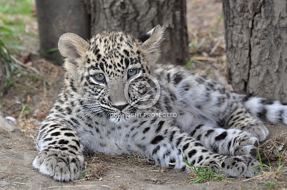 Persian Leopard Cub Persian Leopard Cub