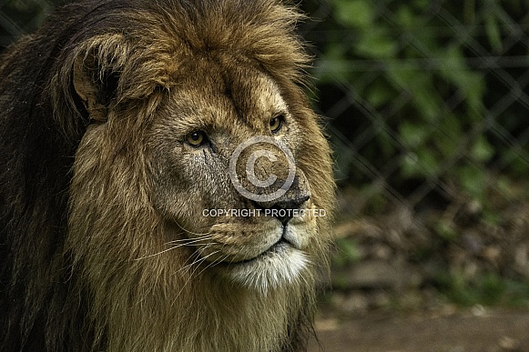 African Lion Male Close Up