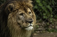 African Lion Male Close Up