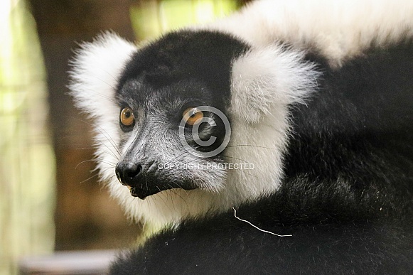 White-ruffed Lemur White-ruffed Lemur