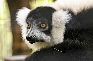 White-ruffed Lemur