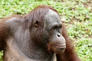 Orangutan