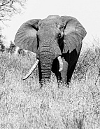 African Elephant