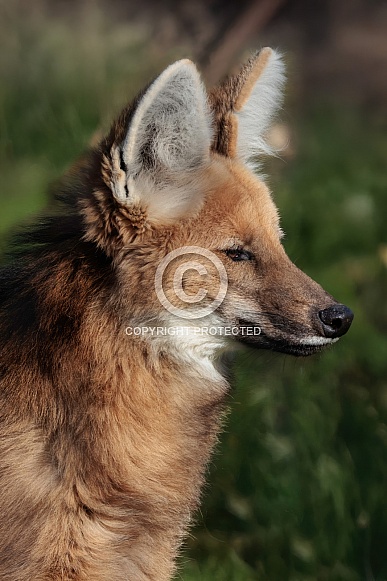 Maned Wolf