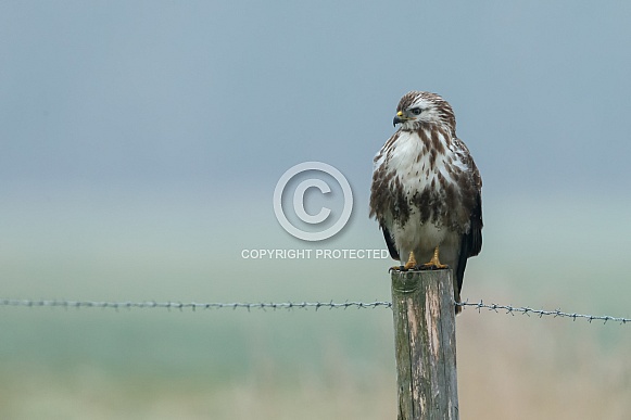 Eurasian Buzzard Buteo buteo