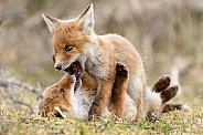Red fox and cubs