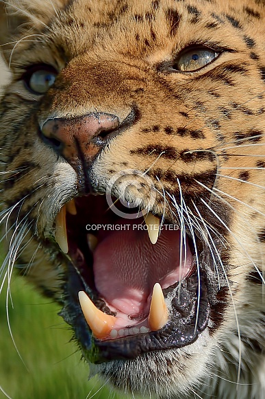 Amur Leopard