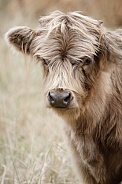 Highland Calf