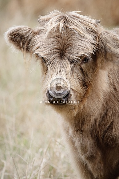 Highland Calf