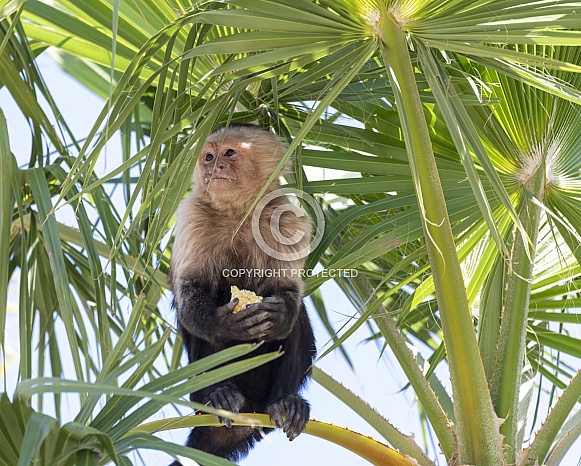 Macaque monkey sitting high in a tree
