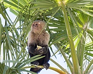 Macaque monkey sitting high in a tree