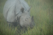 Indian rhino in the nature habitat