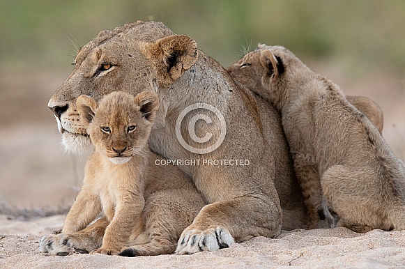 Cubs & Mum